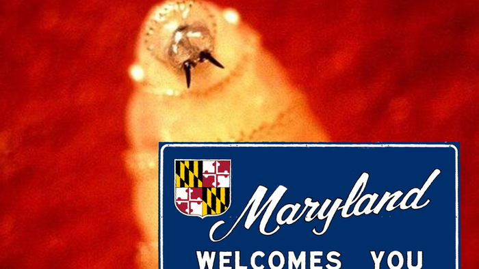 First Human Case Of Flesh-Eating Screwworm Detected In Sanctuary State Of Maryland 