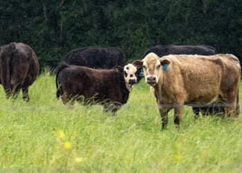 The Soaring Price Of Beef