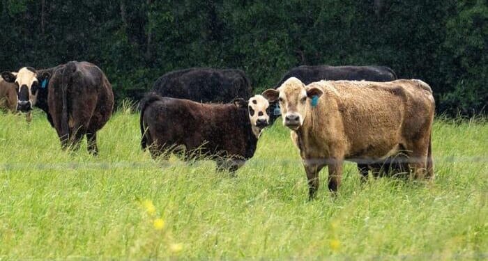 The Soaring Price Of Beef