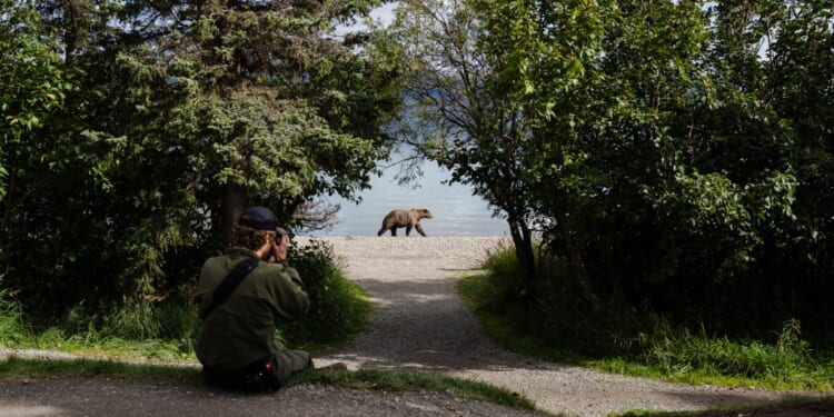 Bears of Brooks Falls