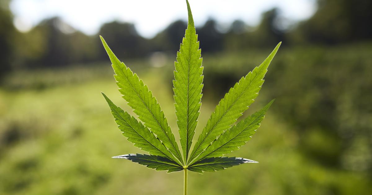 Rescheduling Cannabis Downwards Would Be a Huge Mistake