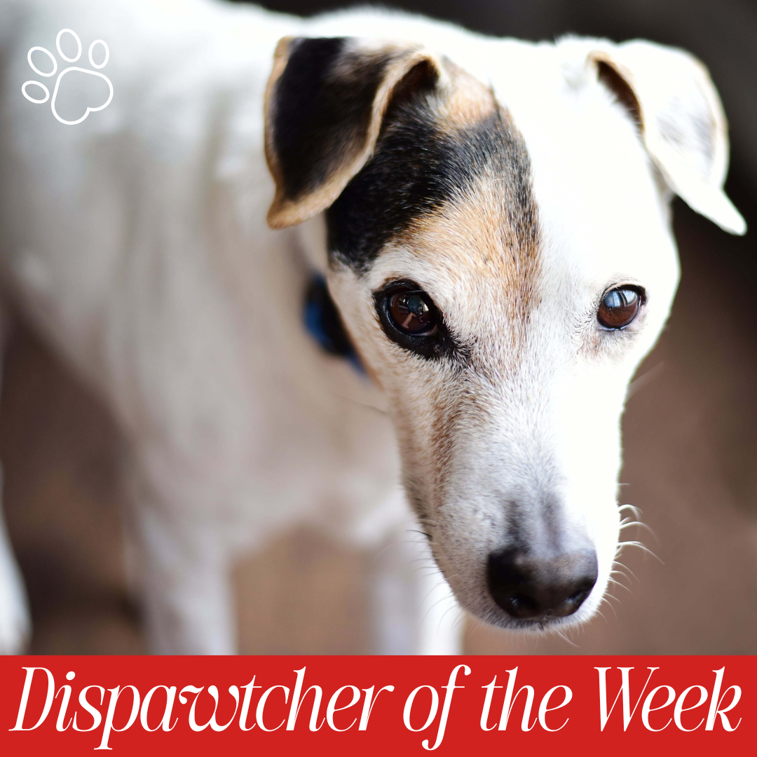 Copy of Dispawtch of the Week (37)
