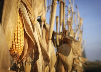 The Renewable Fuel Standard Must Go