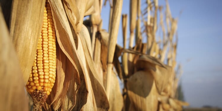 The Renewable Fuel Standard Must Go