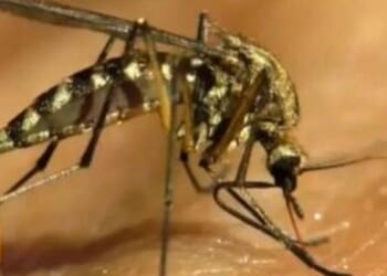 WHO Warns Chikungunya Virus Has Potential To Spread To More Countries