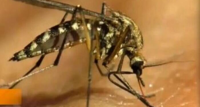 WHO Warns Chikungunya Virus Has Potential To Spread To More Countries