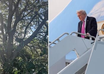 Secret Service Discovers Hunting Stand Overlooking Trump's Air Force One Exit