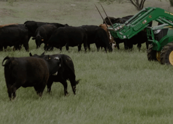 Trump Begins Tackling Cattle Shortage, Urges U.S. Ranchers To Lower Prices