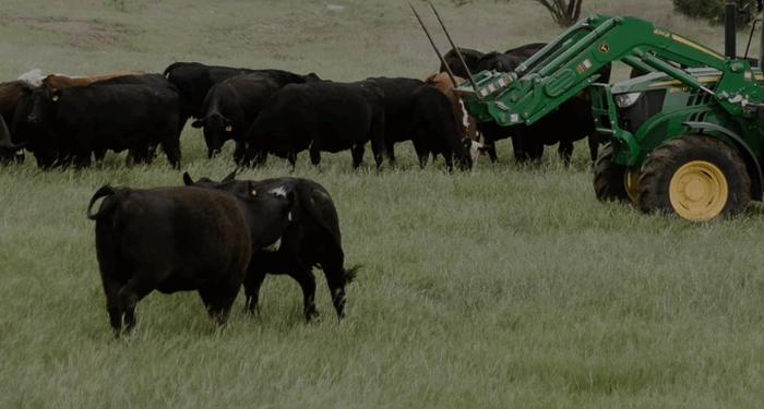Trump Begins Tackling Cattle Shortage, Urges U.S. Ranchers To Lower Prices