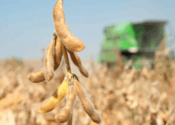 China Buys American Soybeans Before Trump-Xi Meeting 