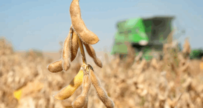 China Buys American Soybeans Before Trump-Xi Meeting 
