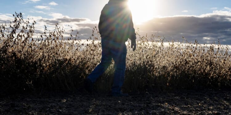 A person walking in a field