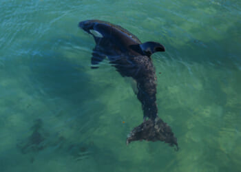 International Trade, Free Markets, and Killer Whales