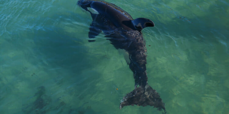 International Trade, Free Markets, and Killer Whales