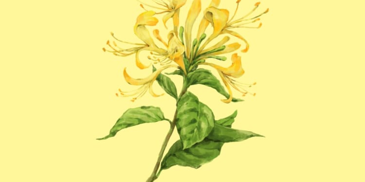 Hand-drawn illustration of honeysuckle. (Photo via Getty Images)
