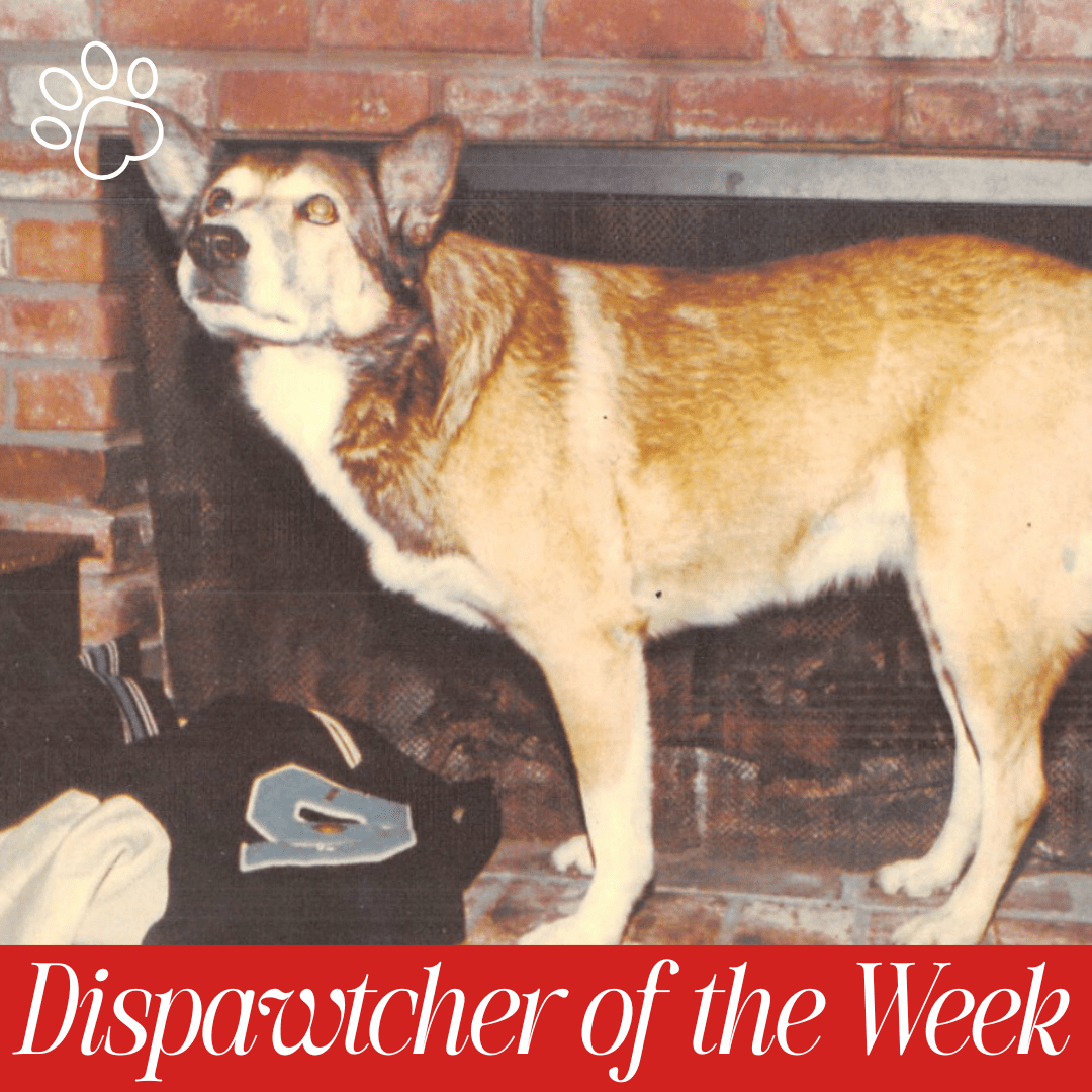 A dog standing in front of a brick fireplace
