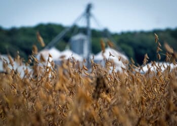 Browning soybean pods are seen at Harborview Farm as harvest for the crop nears in Rock Hall, Maryland, on September 23, 2025. (Photo by JIM WATSON / AFP) (Photo by JIM WATSON/AFP via Getty Images)