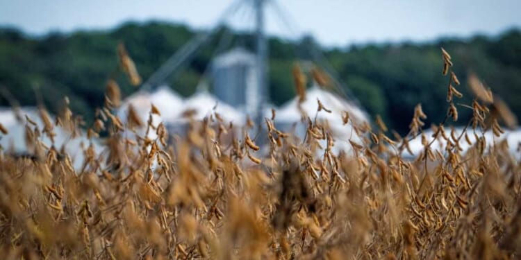 Browning soybean pods are seen at Harborview Farm as harvest for the crop nears in Rock Hall, Maryland, on September 23, 2025. (Photo by JIM WATSON / AFP) (Photo by JIM WATSON/AFP via Getty Images)