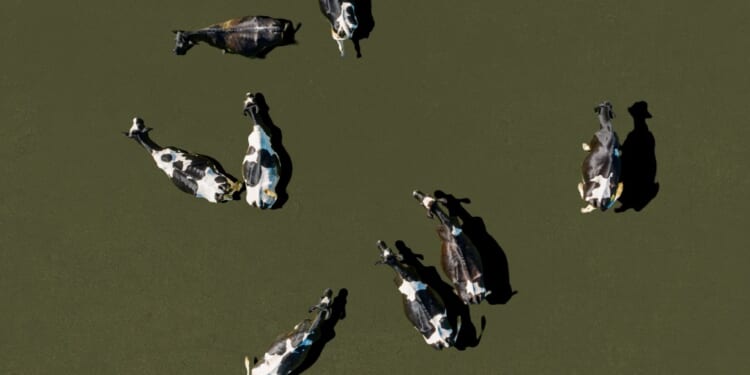 A group of cows on a green surface