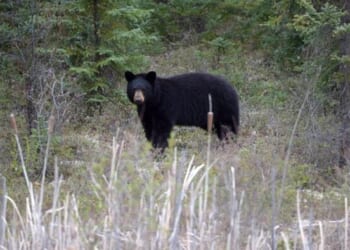 Japan Sends Troops To Combat Spike In Fatal Bear Attacks