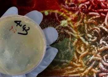 3 More Chinese Researchers Charged With Smuggling Biological Materials Into US