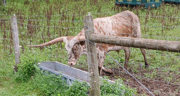 Trump Targets Foreign-Owned Meatpacking Cartel To Arrest Beef Prices, Defend Small Ranchers