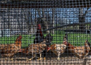 3 US States Report New Avian Flu Outbreaks