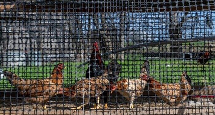 3 US States Report New Avian Flu Outbreaks