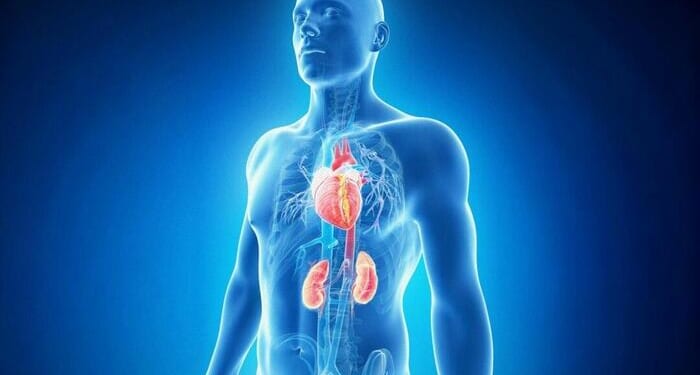 New Heart-Kidney Syndrome Affects 90% Of Americans... And You've Probably Never Heard Of It