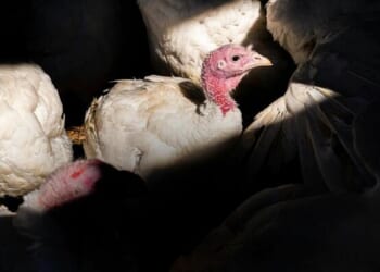 In Charts: The Rise And Fall Of The Thanksgiving Turkey