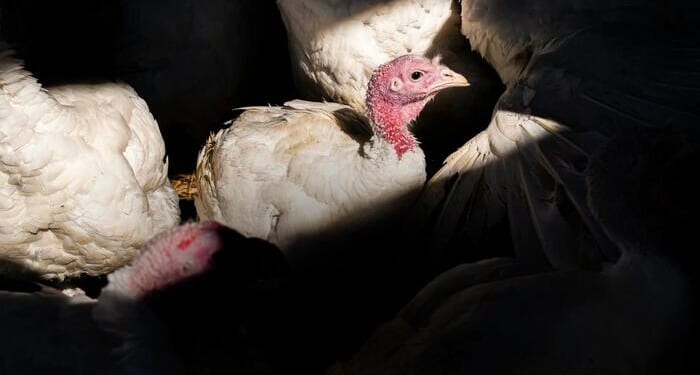 In Charts: The Rise And Fall Of The Thanksgiving Turkey