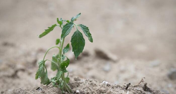 Geoengineering Is No Longer Just A Theory