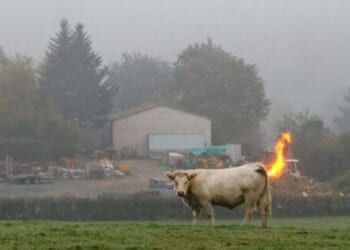 Dead Cows Don't Fart? Countries Raise Concerns Over Methane-Reducing Additive For Bovines