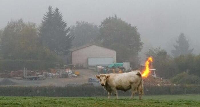 Dead Cows Don't Fart? Countries Raise Concerns Over Methane-Reducing Additive For Bovines