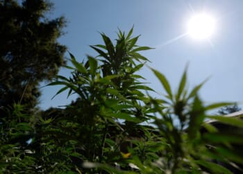 Trump Administration Considers Reclassifying Marijuana As A Less Dangerous Drug