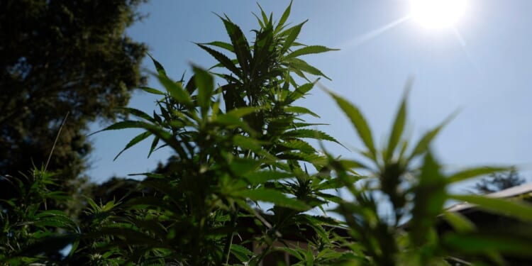 Trump Administration Considers Reclassifying Marijuana As A Less Dangerous Drug