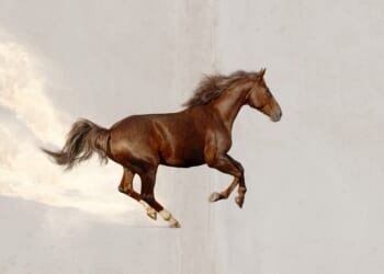 A horse running in the air