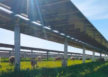 Oversupply Warning Jolts India's Solar Buildout