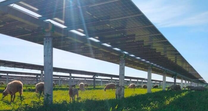 Oversupply Warning Jolts India's Solar Buildout