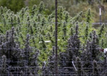 Trump Considering Executive Order To Reclassify Marijuana
