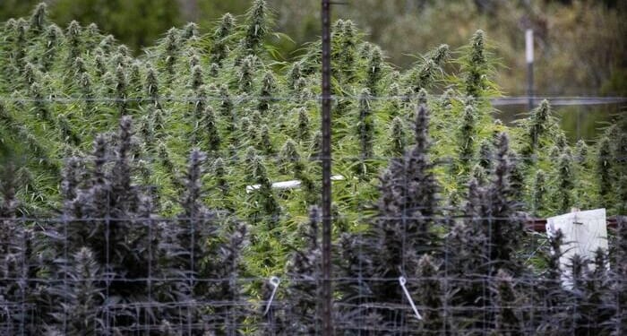 Trump Considering Executive Order To Reclassify Marijuana