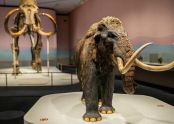 Ancient RNA Extracted From Extinct Woolly Mammoth Fuels De-Extinction Dreams