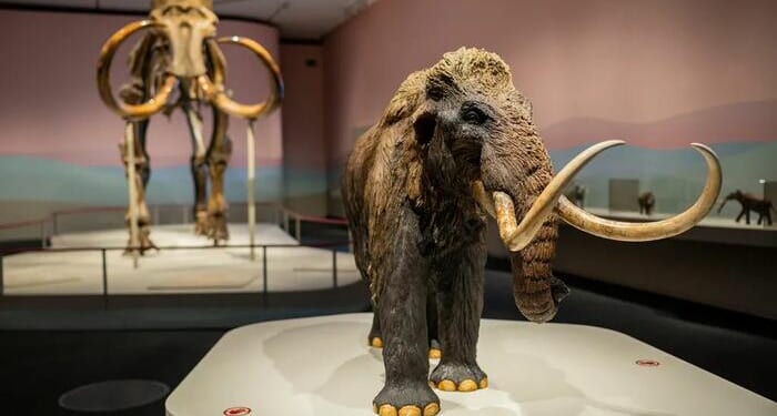 Ancient RNA Extracted From Extinct Woolly Mammoth Fuels De-Extinction Dreams