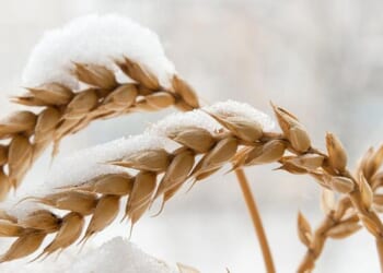 The Christmas Gift That Climate Grinches Can't Abide