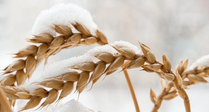 The Christmas Gift That Climate Grinches Can't Abide