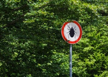 After Decades Of Dismissal, Chronic Lyme Disease Is Now Getting Recognized