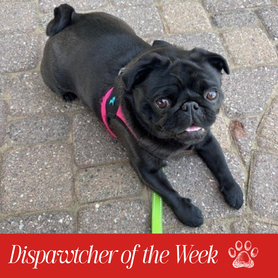 Copy of Dispawtch of the Week (2)