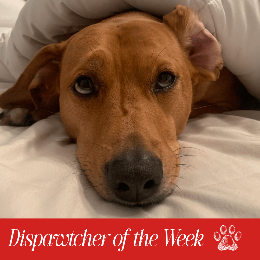 Copy of Dispawtch of the Week (1)