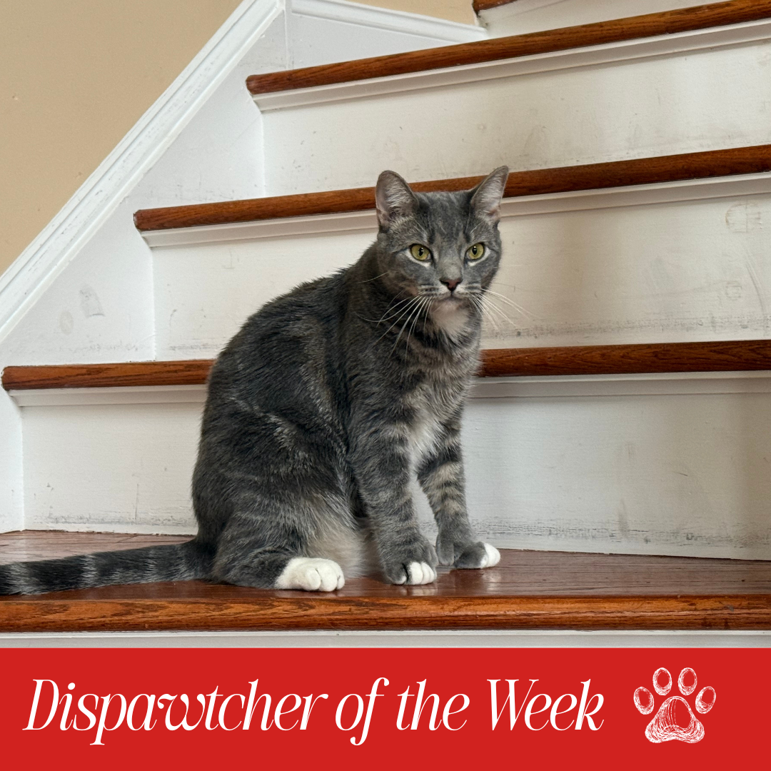 Copy of Dispawtch of the Week (2)