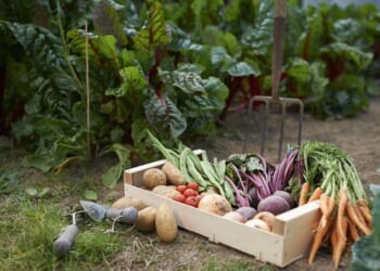 Stolen Soil And Corporate Welfare: The Global Scam Of 'Feeding The World'